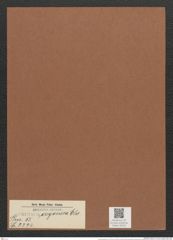 Surirella oregonica Ehr. (de-Toni-Nr.: Genus 53, Species 2324) Zeichnungen Sammlung Grunow Mappe 02522 (Herbarium_W_Grunow_drawings_Folder_02522)